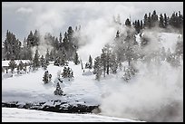Steam and forest in winter. Yellowstone National Park ( color)