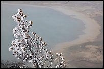 Frosted tree and thermal pool. Yellowstone National Park ( color)