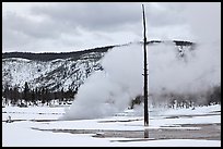 Tree skeleton and thermal steam, Biscuit Basin. Yellowstone National Park ( color)