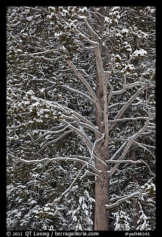 Close up of tree with snow. Yellowstone National Park (color)