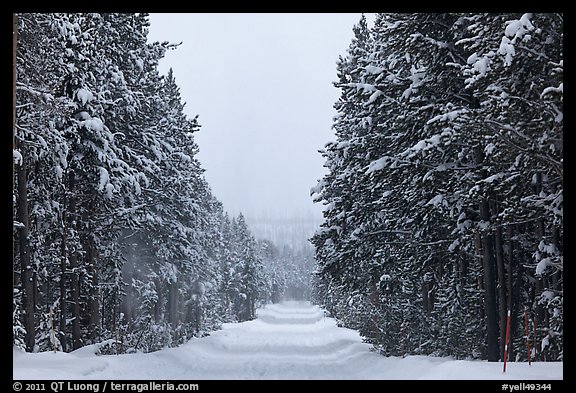 Snow-covered road. Yellowstone National Park, Wyoming, USA.