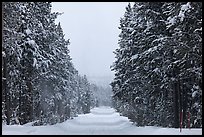 Snow-covered road. Yellowstone National Park ( color)