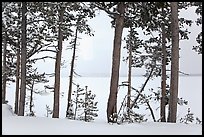 Trees on edge of Lewis Lake in winter. Yellowstone National Park ( color)
