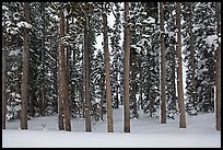 Pine forest in winter. Yellowstone National Park ( color)