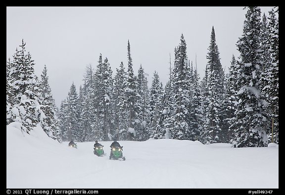 Snowmobiling on snowy day. Yellowstone National Park, Wyoming, USA.