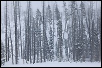 Forest in snow storm. Yellowstone National Park ( color)