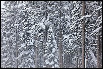 Forest with snow falling. Yellowstone National Park ( color)