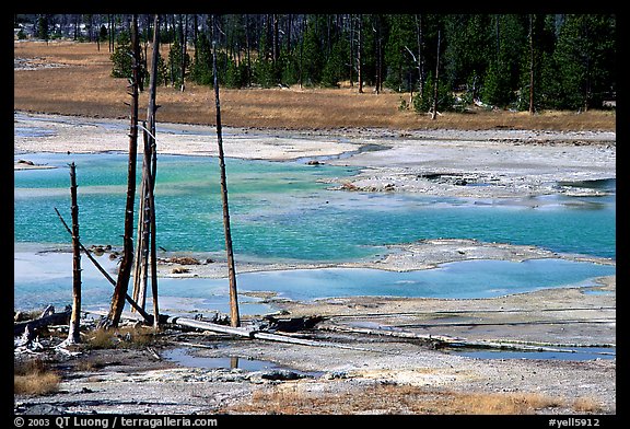 Dead trees and turquoise pond in Norris Geyser Basin. Yellowstone National Park