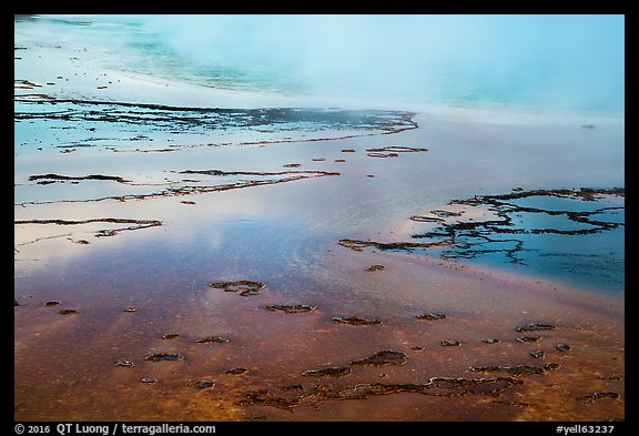 Bacterial mats, Grand Prismatic Springs. Yellowstone National Park, Wyoming, USA.