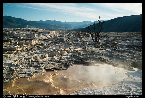 Pool, travertine terraces, and dead trees, Mammoth Hot Springs. Yellowstone National Park, Wyoming, USA.