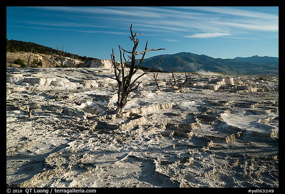 Dead trees and Main Terrace, Mammoth Hot Springs. Yellowstone National Park, Wyoming, USA.