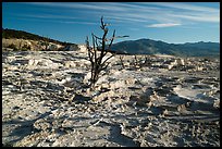 Dead trees and Main Terrace, Mammoth Hot Springs. Yellowstone National Park ( color)