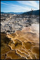 Main Terrace, morning, Mammoth Hot Springs. Yellowstone National Park ( color)