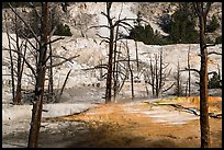 Angel Terrace, Mammoth Hot Springs. Yellowstone National Park ( color)