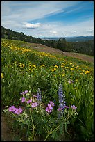 Wildflower meadow, Dunraven Pass. Yellowstone National Park ( color)