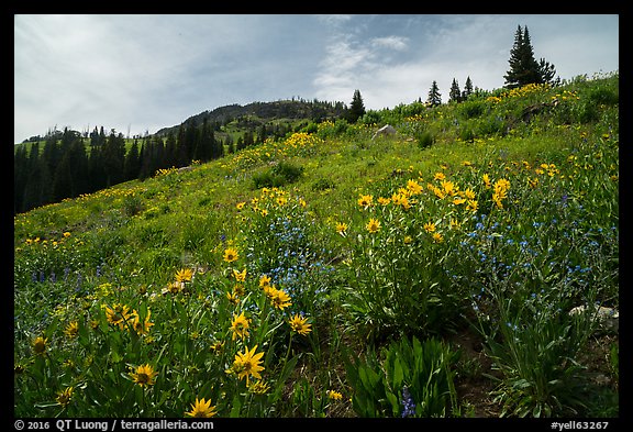 Summer wildflowers near Dunraven Pass. Yellowstone National Park (color)