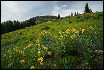 Summer wildflowers near Dunraven Pass. Yellowstone National Park ( color)