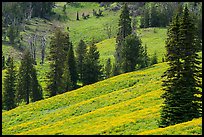 Slopes with wildflowers and conifers, Dunraven Pass. Yellowstone National Park ( color)