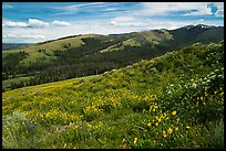 Carpets of wildflowers below Mount Washburn. Yellowstone National Park ( color)