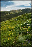 Summer wildflowers and Mount Washburn. Yellowstone National Park ( color)
