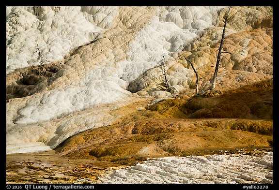 Dead trees and travertine, Palette Spring. Yellowstone National Park (color)