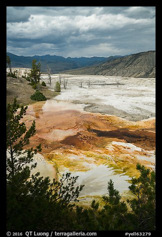 Main Terrace, afternoon, Mammoth Hot Springs. Yellowstone National Park, Wyoming, USA.