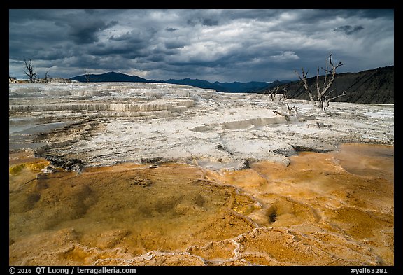 Travertine terraces and dead trees, Main Terrace, afternoon. Yellowstone National Park, Wyoming, USA.