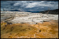 Travertine terraces and dead trees, Main Terrace, afternoon. Yellowstone National Park ( color)