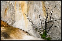 Dead tree, Orange Spring Mound, Mammoth Hot Springs. Yellowstone National Park ( color)