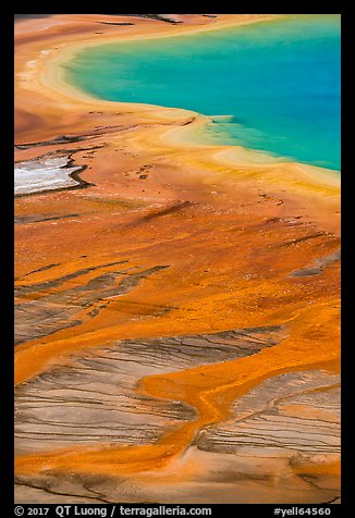 Vivid colors of microbial mats around Grand Prismatic Spring. Yellowstone National Park, Wyoming, USA.
