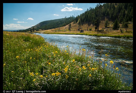 Summer Wildflowers and Firehole River. Yellowstone National Park, Wyoming, USA.