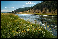 Summer Wildflowers and Firehole River. Yellowstone National Park ( color)
