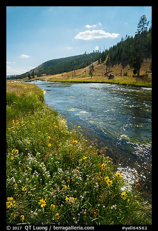 Wildflowers along Firehole River. Yellowstone National Park (color)
