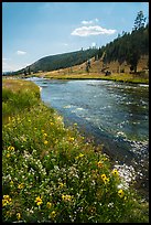 Wildflowers along Firehole River. Yellowstone National Park ( color)