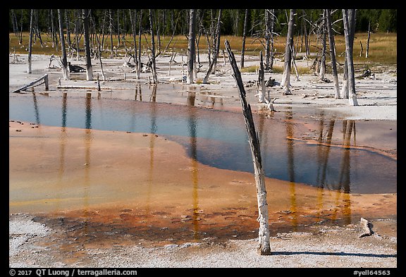 Dead trees, Black Sand Basin. Yellowstone National Park, Wyoming, USA.