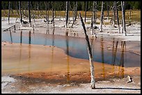 Dead trees, Black Sand Basin. Yellowstone National Park ( color)
