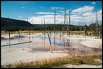 Black Sand Basin with trees killed by hot springs. Yellowstone National Park ( color)