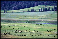 Buffalo herd in Lamar Valley, dawn. Yellowstone National Park, Wyoming, USA.