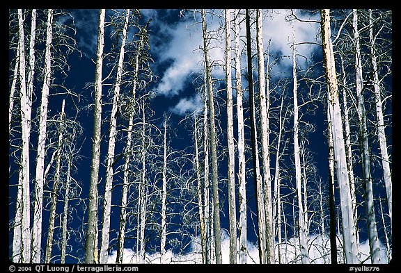 Bright trees in burned forest and clouds. Yellowstone National Park, Wyoming, USA.