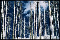 Bright trees in burned forest and clouds. Yellowstone National Park ( color)