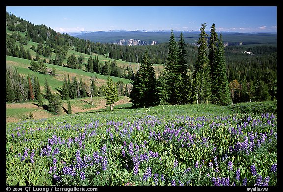 Lupines at Dunraven Pass, Grand Canyon of the Yellowstone in the background. Yellowstone National Park, Wyoming, USA.