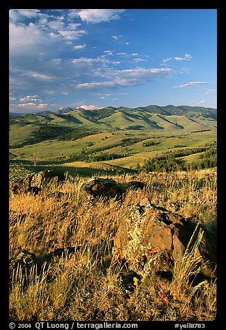 Rocks, grasses, and hills, Specimen ridge, late afternoon. Yellowstone National Park, Wyoming, USA.