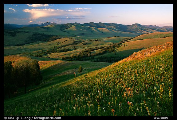 Grasses and flowers on Specimen ridge, sunset. Yellowstone National Park (color)