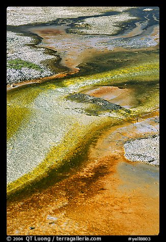 Detail of colorful algaes, Biscuit Basin. Yellowstone National Park (color)