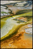 Detail of colorful algaes, Biscuit Basin. Yellowstone National Park, Wyoming, USA.