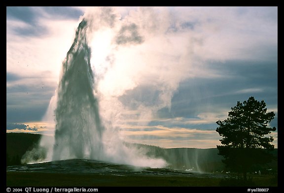 Old Faithful Geyser erupting, backlit by late afternoon sun. Yellowstone National Park, Wyoming, USA.