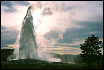 Old Faithful Geyser erupting, backlit by late afternoon sun. Yellowstone National Park ( color)