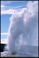 Old Faithful Geyser erupting, afternoon. Yellowstone National Park ( color)