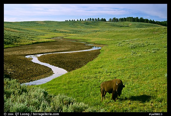 Bison and creek, Hayden Valley. Yellowstone National Park, Wyoming, USA.