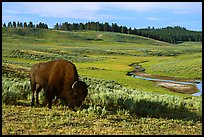 Buffalo, Hayden Valley. Yellowstone National Park, Wyoming, USA.